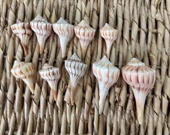 10, 1.25-2.25 inch Lightning Whelk Shells, sea shells, Florida sea shells, Sanibel sea shells, craft shells, small craft shells