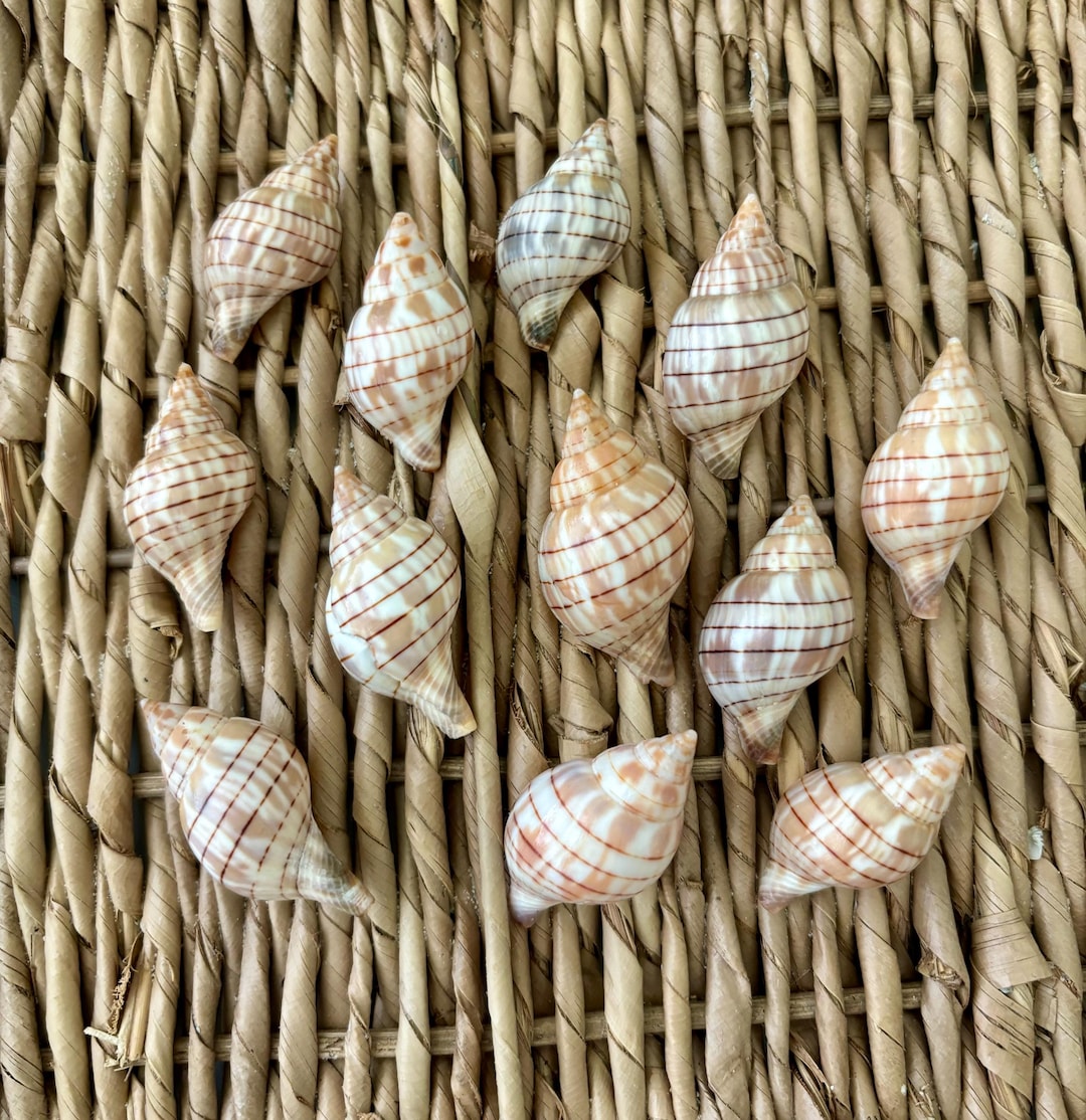 12, 1-5-1.75 Inch Banded Tulip Shells, Sea Shells, Florida Sea Shells ...