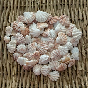 May include: A collection of small, white and brown seashells with a ribbed texture. The shells are arranged in a cluster on a woven wicker surface.