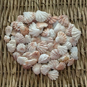 Kitten paw shells, sea shells, Sanibel sea shells, Florida sea shells