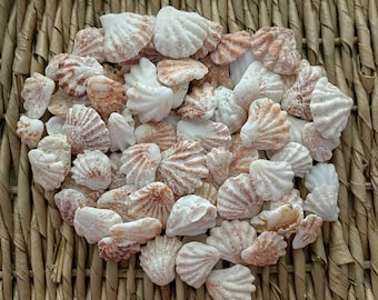 25+ Kitten paw shells, sea shells, Sanibel sea shells, Florida sea shells, craft shells