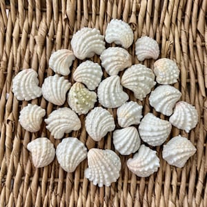 25 Spiny jewel box sea shells, jewel box shells, Sanibel sea shells, Florida sea shells, craft shells