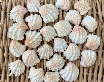 25 pink spiny jewel box sea shells, jewel box shells, Sanibel sea shells, Florida sea shells, craft shells