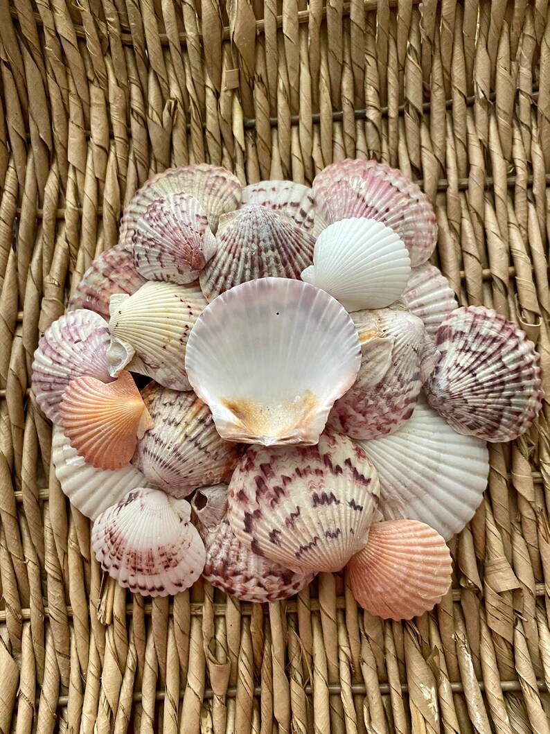 25 Scallop Sea Shells Florida Scallops Sanibel Scallop Etsy