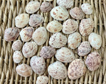 30 small Calico clam shells, sea shells, Florida sea shells, Sanibel sea shells, craft shells
