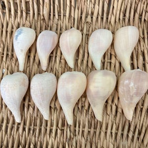 10 paper fig shells, Sanibel seashells, Florida seashells, craft shells