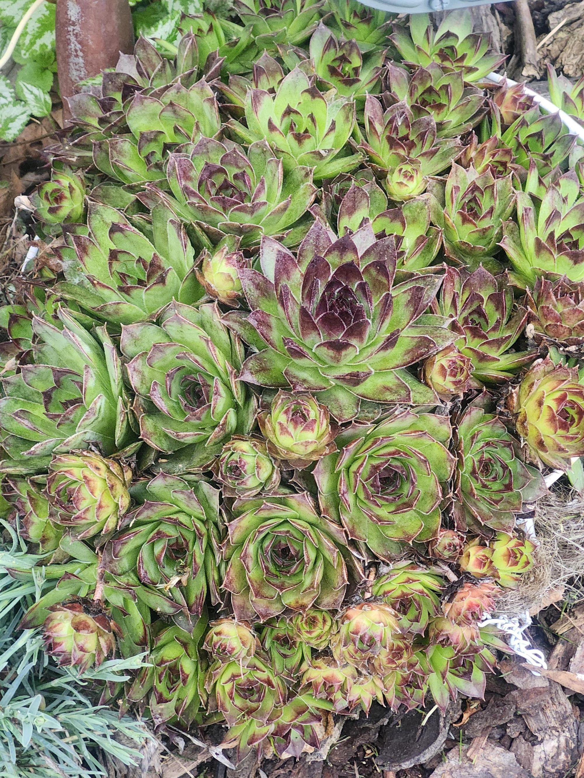 Hens and Chicks Succulent Live Plants Perennial Starter Bare Root Lot ...
