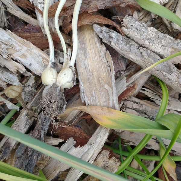Wild Garlic - Etsy