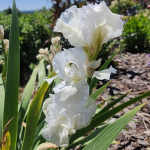 May include: A white iris flower with ruffled petals and a pale yellow center, featuring long, pointed green leaves extending from the base. The bloom displays delicate, layered textures and stands upright with a soft, natural appearance.