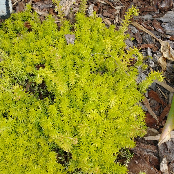 Angelina Sedum Lot of 2 Yellow Flower Perennial Succulent Live Plant outdoors Starter Plants Bare Root Ground Cover