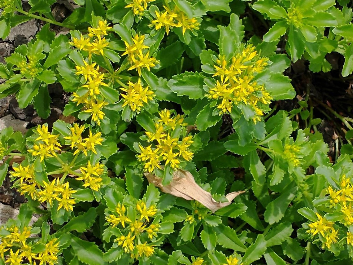 creeping sedum with yellow flowers