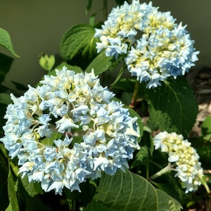 Blue/Pink Hydrangea Live Plant Perennial Mounding Bare Root Starter Flower