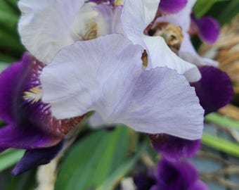 Purple Bearded Iris Rhizome - Perennial Starter Plant  Bare Roots