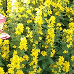 May include: A dense cluster of bright yellow flowers with five petals each, growing on tall green stems with pointed leaves. A small portion of a pink and white object is visible on the left side, partially obscured by the vibrant yellow blossoms.