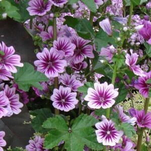 May include: A cluster of mallow flowers featuring five-petaled blooms in shades of light lavender and pink with deep purple-magenta veins radiating from the center, accompanied by vibrant green serrated leaves on upright, slender green stems.