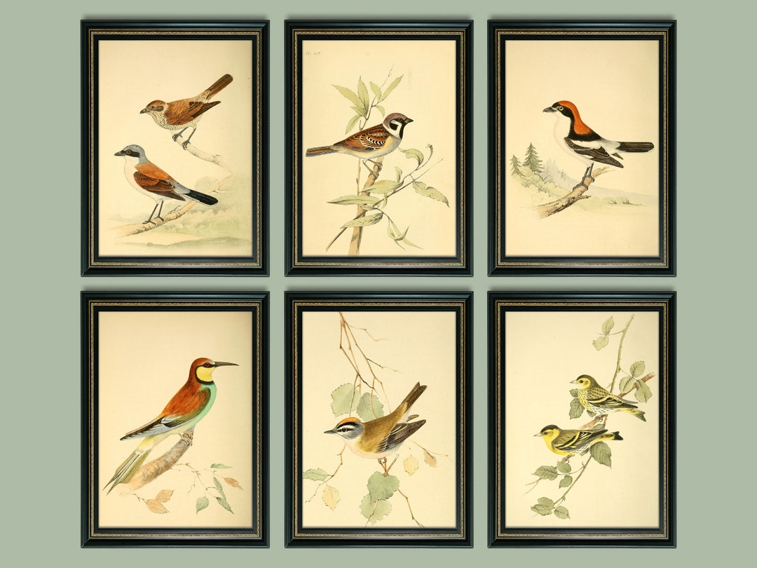 Vintage Bird Prints Set: Antique Style Gallery Wall Art (unframed) - Etsy