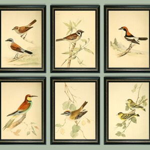 Illustrazioni di uccelli colorati Stampe vintage - Set di 6 - Gallery Wall Art - Riproduzione antica senza cornice - Spedito in formati A4 o 5x7"