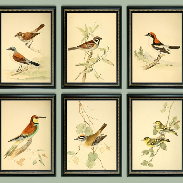 Coloured Birds Illustrations Vintage Prints - Set of 6 - Gallery Wall Art - Unframed Antique Reproduction - Shipped in sizes A4 or 5x7"