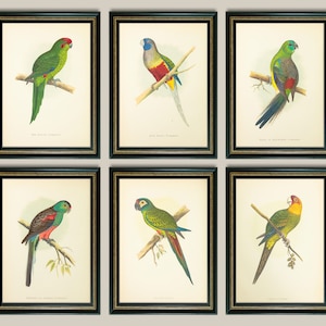 Parrots Illustration Vintage Prints - Set of 6 - Gallery Wall Art - Unframed Antique Reproduction - Shipped in sizes A4 or 5x7&quot;