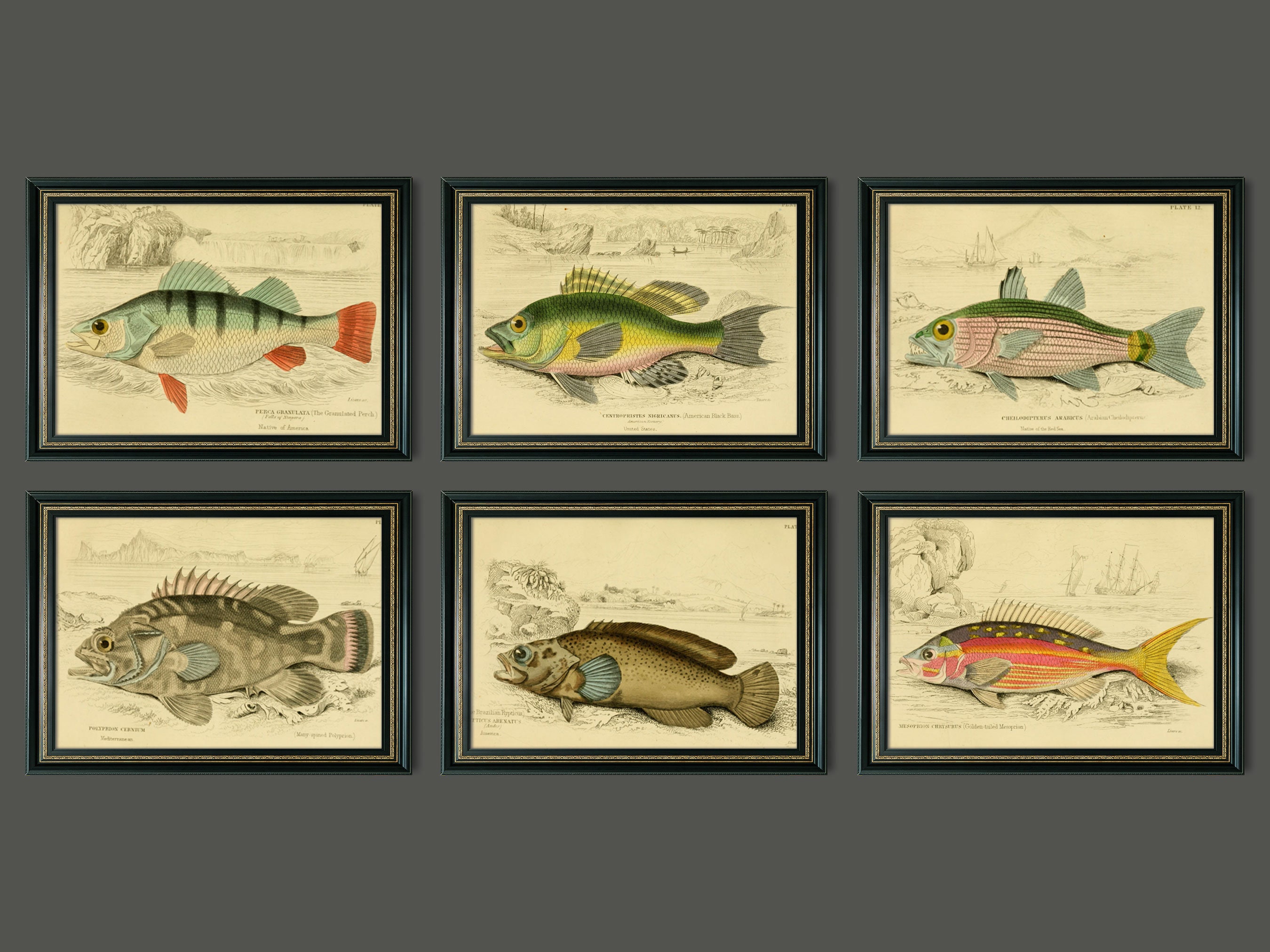 Vintage Fish Drawings Prints - Set of 6 - Gallery Wall Art
