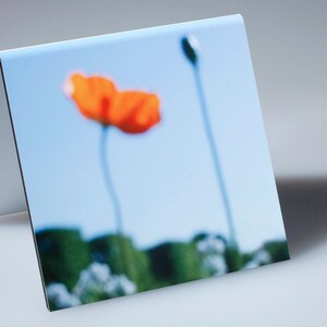 Orange Poppy with Bud, flowers and Wall of Trees
