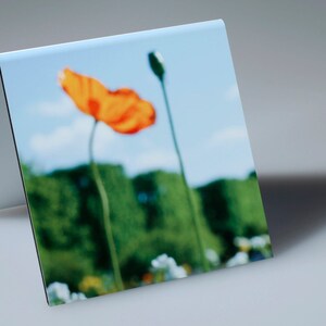 Glowing Orange Poppy, Bud, flowers and Wall of Trees