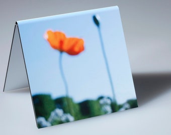 Orange Poppy with Bud, flowers and Wall of Trees