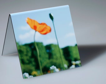 Glowing Orange Poppy, Bud, flowers and Wall of Trees