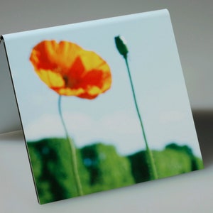 Open Orange Poppy, Bud, Wall of Trees