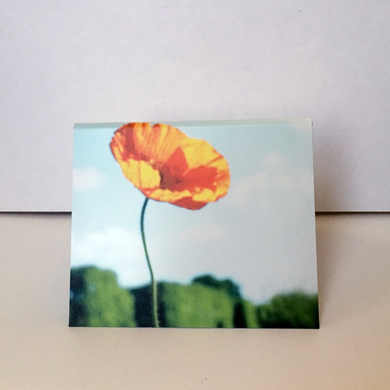 Open Poppy with Tree Wall image 3