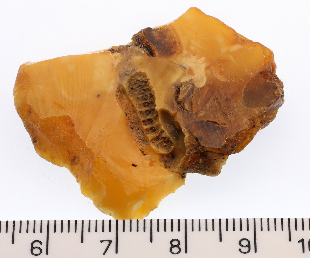 Rare Fossil Inclusion in Cuted Baltic Amber 23.30 Ct - Etsy