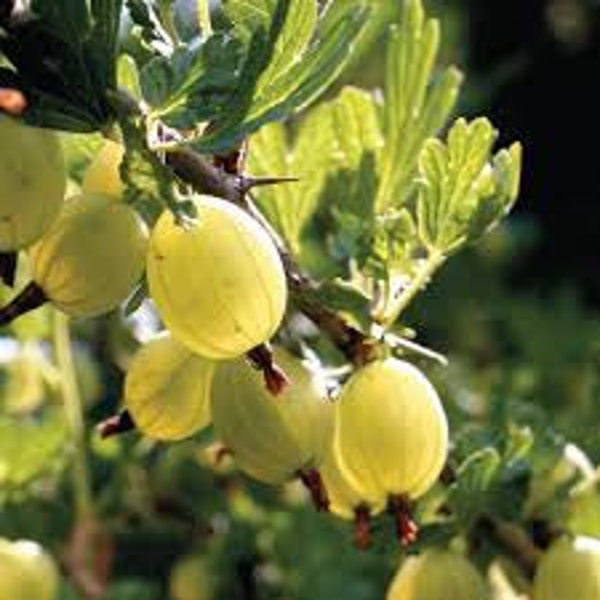 Rooted Gooseberry Hinnonmaki ( Yellow )- Ireland