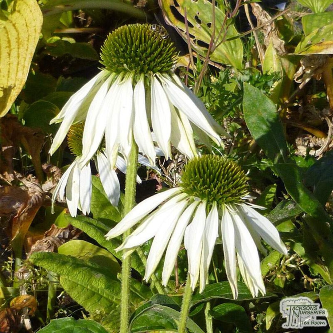 Freshly Harvested L Organic Echinacea Coneflower L White Swan Etsy