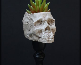 Skull Planter 11 1/2" | Mini Succulent Plant Stand | Gothic Home Decor | Macabre Oddity | Goth Garden | Curiosity | Realistic Human Skull