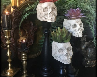 Skull Planter 12" | Mini Succulent Plant Stand | Gothic Home Decor | Macabre Oddity | Goth Spring Garden | Curiosity | Realistic Human Skull