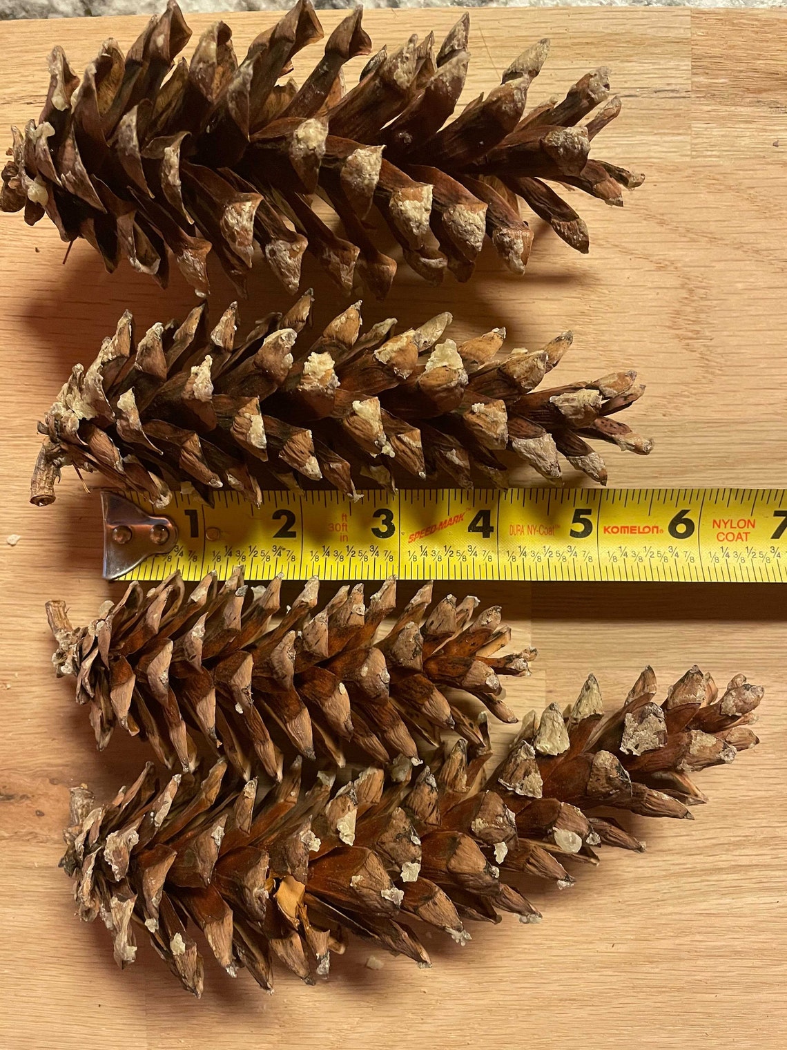 Eastern White Pine Cones Small 24 Large 4 Etsy