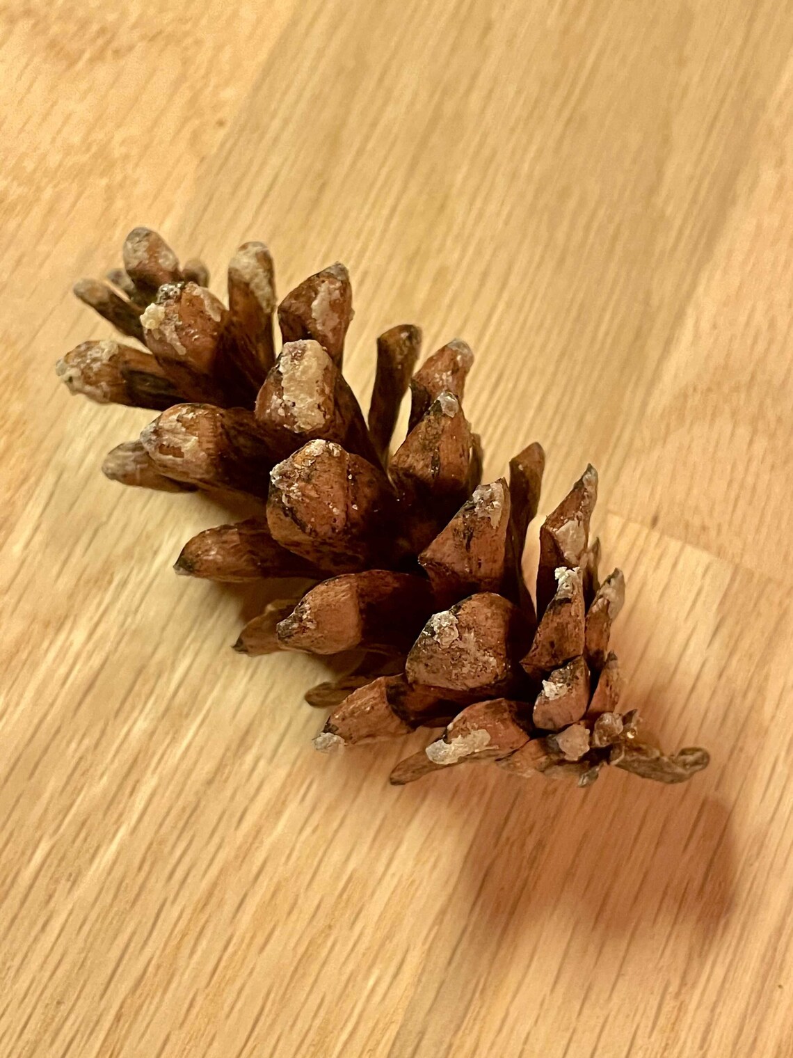 Eastern White Pine Cones Small 24 Large 4 Etsy