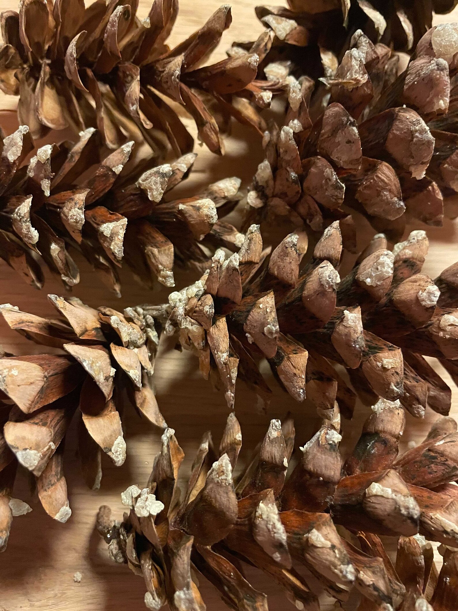 Eastern White Pine Cones Small 24 Large 4 Etsy