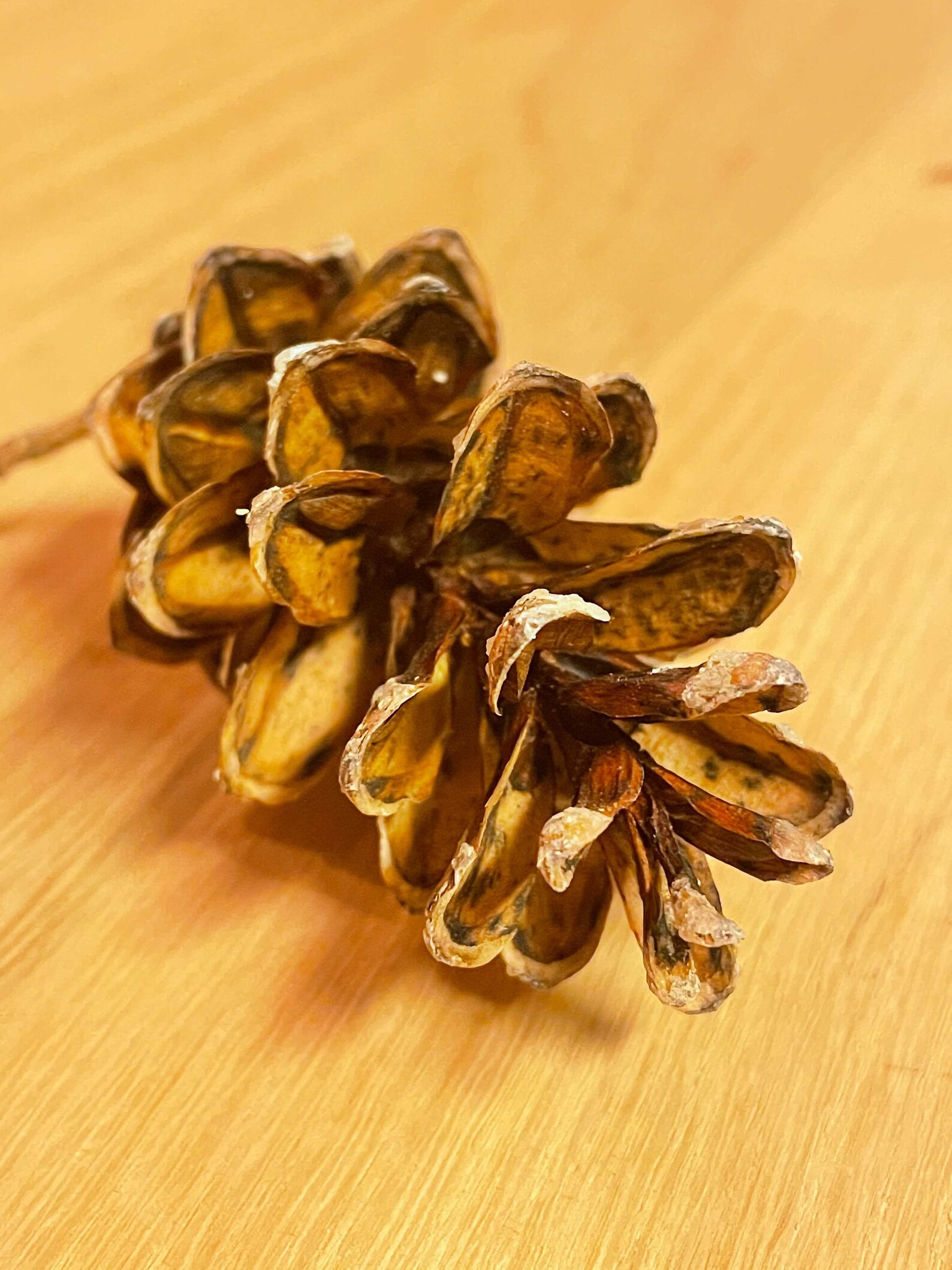 Eastern White Pine Cones Small 24 Large 4 Etsy