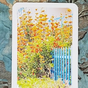 Bold Carpinteria Garden