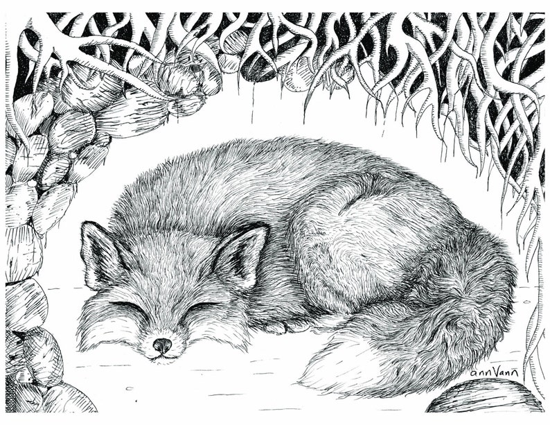 Fox Sleeping in Den Black and White Wall Art Matted Print From Drawing
