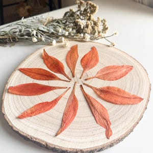 Collection of 6 Naturally Dried Pressed Orange Lilly Petals for Resin Art, DIY Crafts, Jewellery, Wedding Decor, Scrapbooking