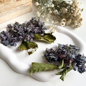 Pair of Naturally Dried Hydrangea Flower Heads for Resin/Shadow Box Vintage Art, DIY Crafts, Wedding Decor, Scrapbooking