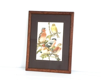 Vintage bird print in wooden frame • framed bird print • garden birds • antique bird print • vintage wallart • birdies