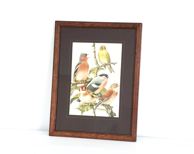 Vintage bird print in wooden frame • framed bird print • garden birds • antique bird print • vintage wallart • birdies