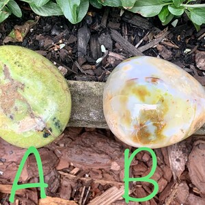 May include: Two polished, oval-shaped stones. One is a light green with brown and black markings. The other is a creamy white with yellow and brown hues. The stones are labelled "A" and "B" in green.