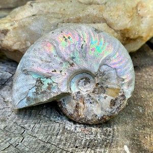 May include: A iridescent ammonite fossil with a spiral shell and a gray, white, and blue color scheme. The fossil is resting on a piece of wood.