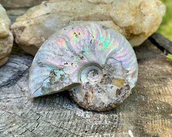 May include: A iridescent ammonite fossil with a spiral shell and a gray, white, and blue color scheme. The fossil is resting on a piece of wood.