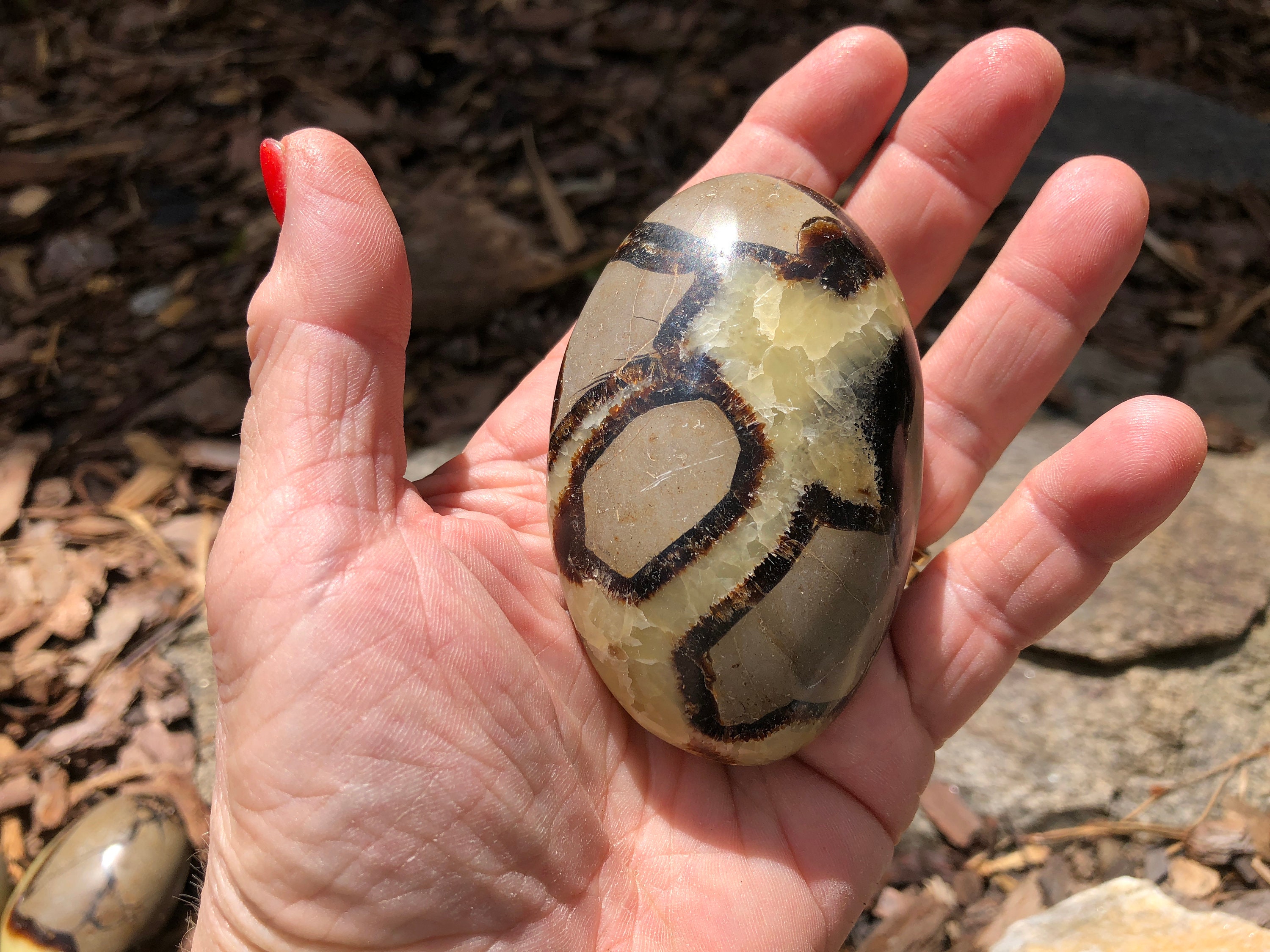 XL Septarian Palm Stone - Dragon Egg - SPS-2 Calcite, Limestone