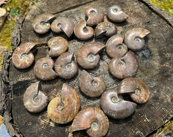May include: A collection of fossilized ammonites in various sizes and shades of brown, arranged on a wooden surface. The ammonites have a spiral shape and intricate patterns.